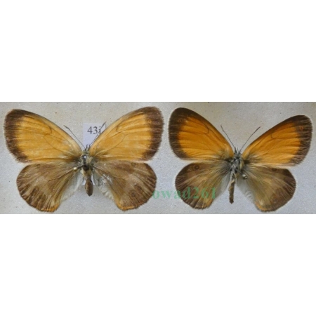 Coenonympha arcania Linnaeus, 1761 pair Strzępotek perełkowiec Czech43j